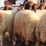 موعد إجازة عيد الأضحى المبارك 2020وما هي المده لها