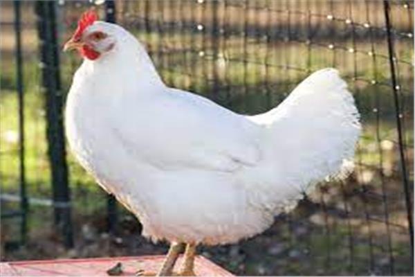 أسعار الدجاج في السعودية اليوم  الاربعاء 23 مارس 2022