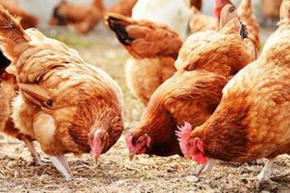 اسعار الدواجن اليوم الخميس 16 ديسمبر 2021 في الأسوق المصرية