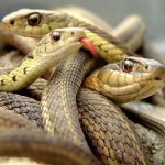 تفسير حلم الثعبان في المنام