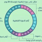جدول ايام التبويض بعد الدورة بكم يوم