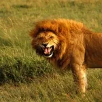 رؤية الأسد في المنام فهد العصيمي