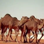 صاحب أكبر صفقة إيجار في عالم الإبل