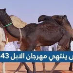 متى ينتهي مهرجان الابل 1443
