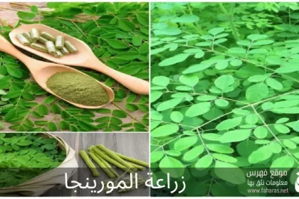 زراعة المورينجا؛ أهم 7 خطوات لزراعتها
