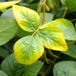 نقص النيتروجين في النبات - موقع فهرس