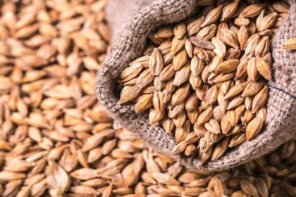 حبوب الشعير؛ ما أفضل أنواع الشعير؟