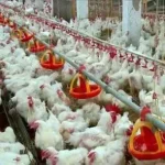 بورصة الدواجن أسعار الدواجن اليوم ١٤-١-٢٠٢٢ سعر البيض اليوم الجمعة