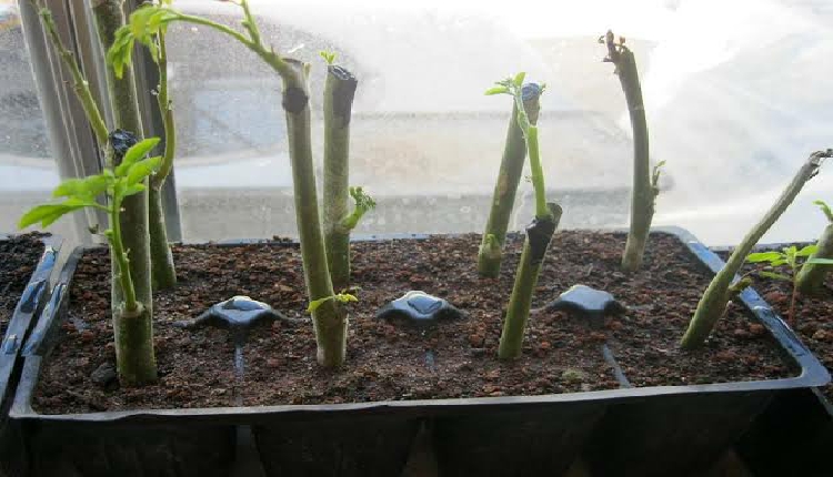 زراعة المورينجا من البذور