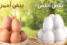 سعر كرتونة البيض اليوم الأربعاء 12 يناير 2022 في بورصة البيض الرئيسية ومنافذ البيع