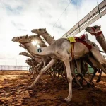 موعد نتائج مهرجان الملك عبدالعزيز لمزاين الإبل 1443