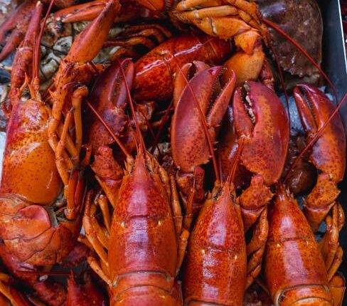 الفوائد الصحية لجراد البحر.