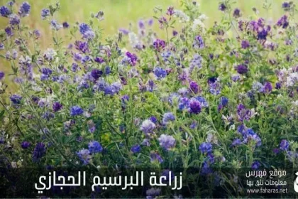 زراعة البرسيم الحجازي؛ طرق الزراعة والحصاد