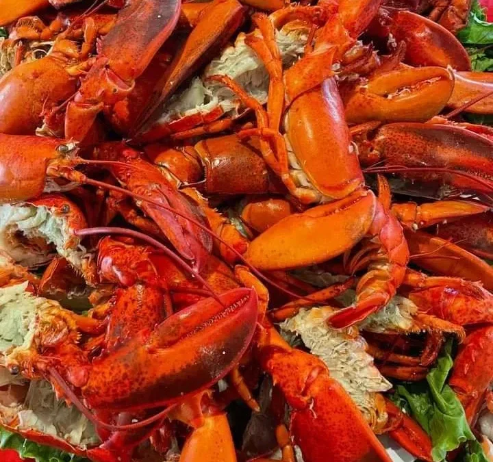 فوائد الإستاكوزا الصحية • فهرس