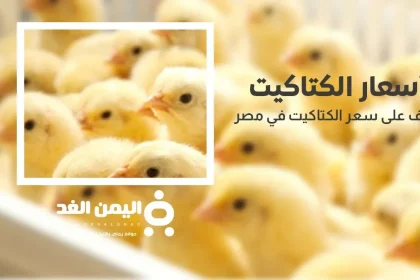 سعر الكتكوت الأبيض اليوم