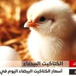 سعر الكتكوت الأبيض اليوم عمر يوم