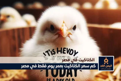 الكتكوت الأبيض اليوم عمر يوم