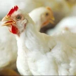 أسعار الدواجن اليوم الثلاثاء 19 نوفمبر 2024