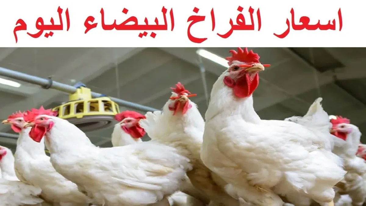 أسعار الدواحن اليوم