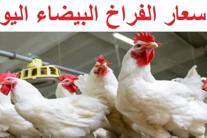 أسعار الدواحن اليوم