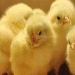 سعر الكتكوت الأبيض عمر يوم