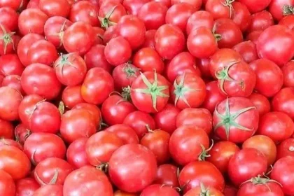 سعر كيلو الطماطم