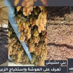 موسم "العوشة" في بني حشيش