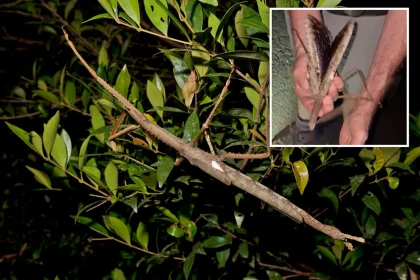 صور معلومات حول حشرة العصا العملاقة