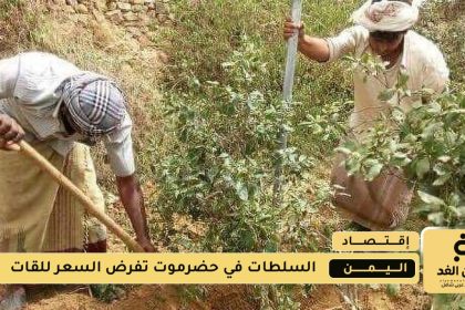 بائعي شجرة القات في حضرموت حول التلاعب في التسعيرة