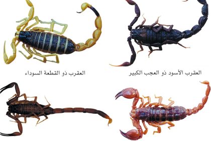 وفاة عساف نجل يوشا عبدالعزيز