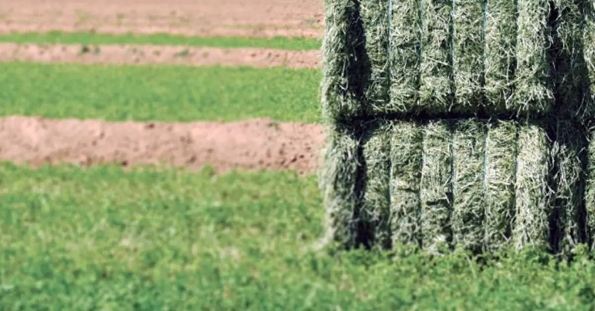 زراعة الأعلاف المعمرة